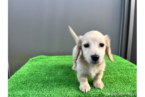 成約済の兵庫県のカニンヘンダックスフンド(ロングヘアード)-260101の5枚目